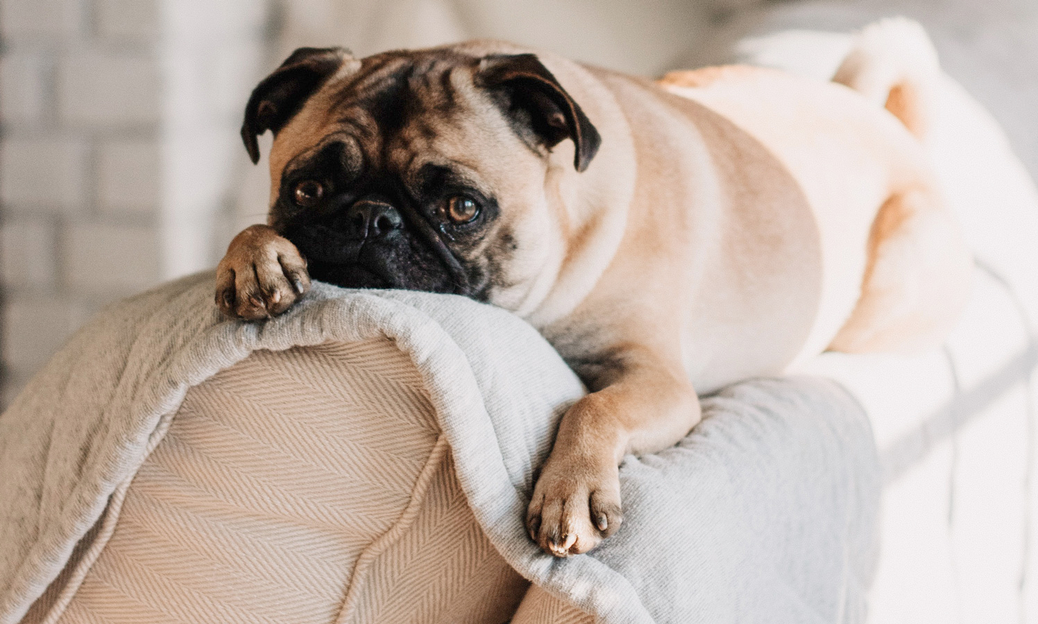 Pug Pug